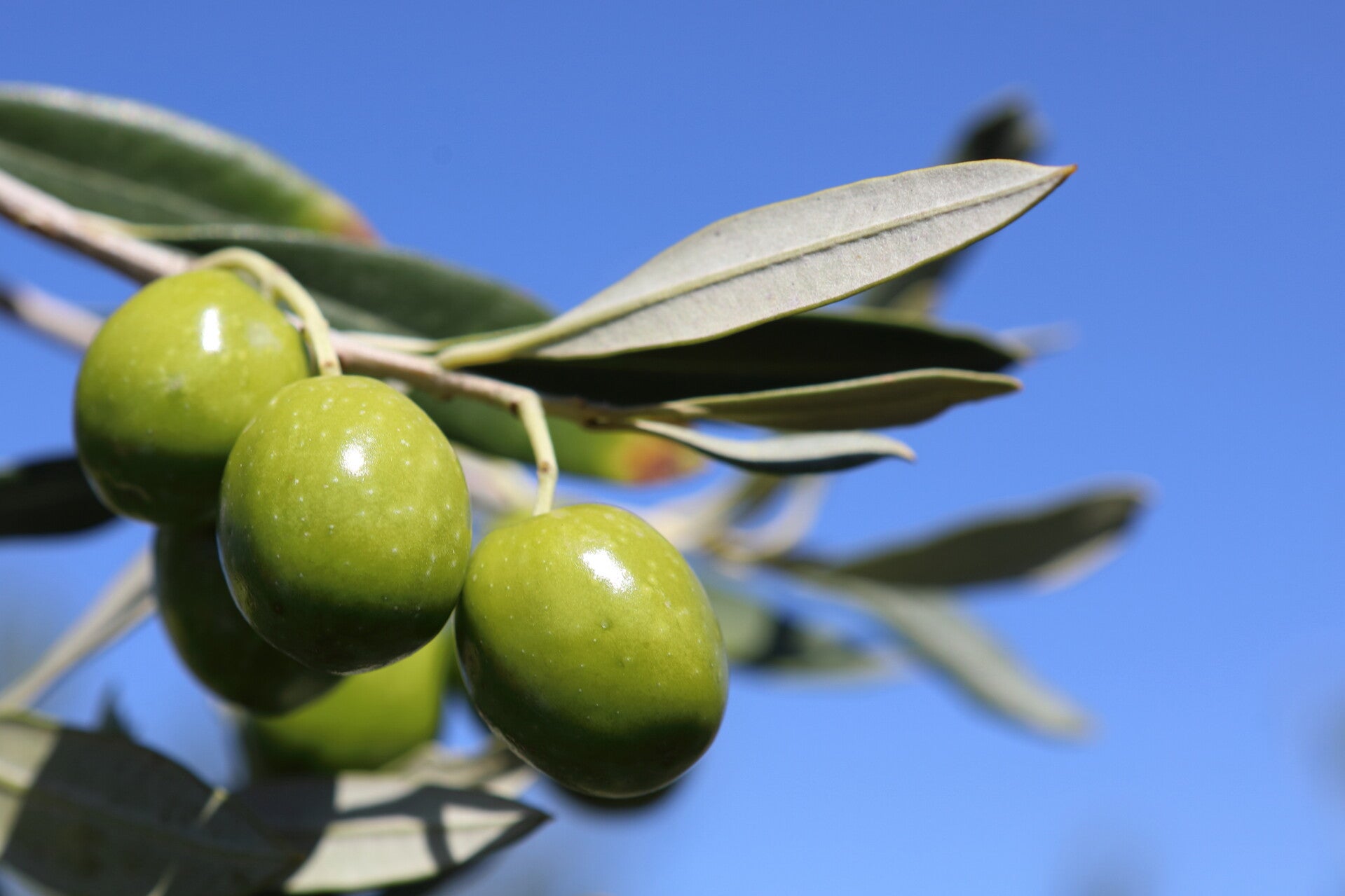 olijftak | olijven | olicious