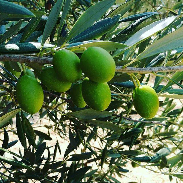 De Carolea olijfsoort uit Calabrië