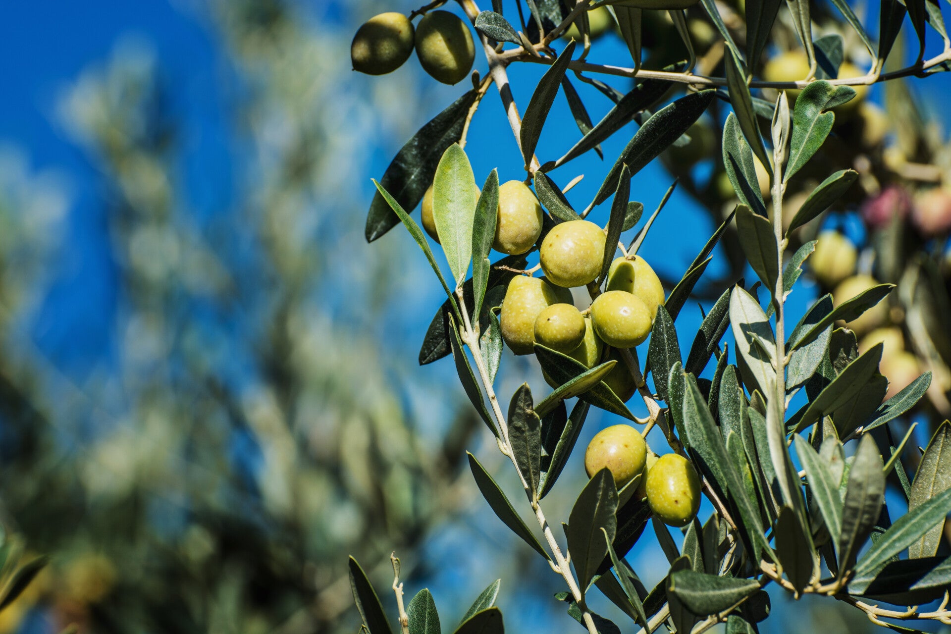 olicious | olijftak met rijpe olijven