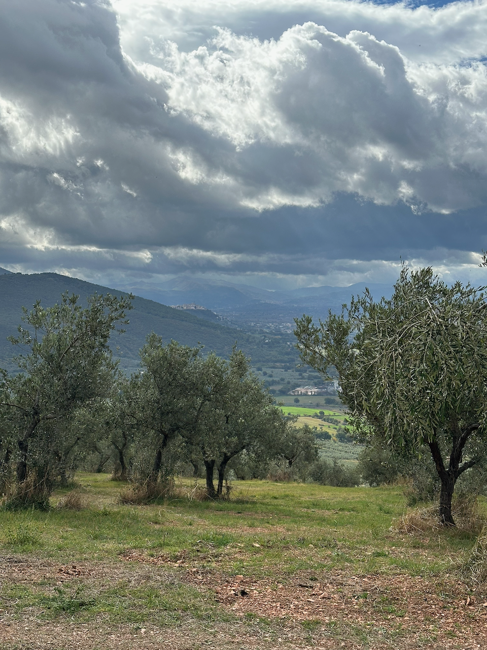 Olijfgaarden bij Foligno, Umbrië
