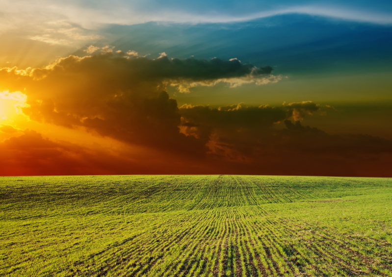 Visconti | tomaat akker | Olicious