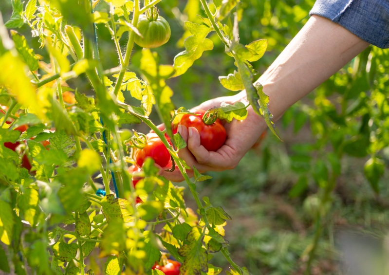 olicious | Visconti | tomaat plukken