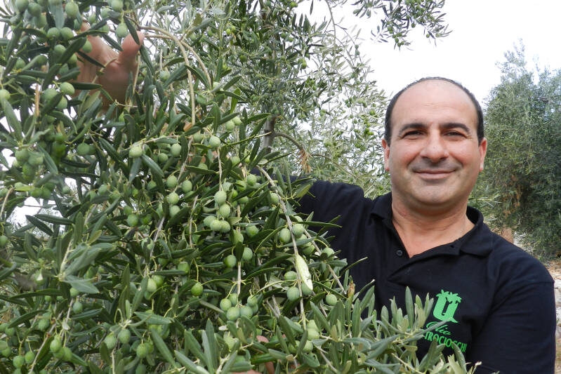 Americo Quattrochiocchi Olijfgaard