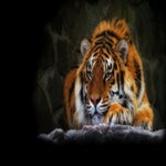 hd-tijger-1920x1080.jpg