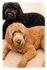 Samson and Delilah's Puppies