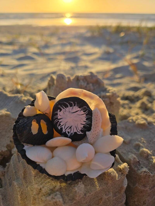 Black and White Shell Bed