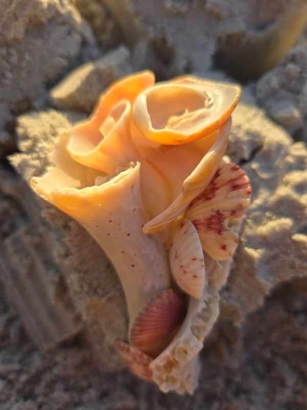 Reef Rose