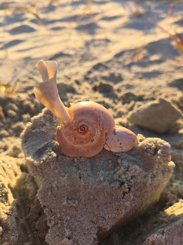 Gary The Snail