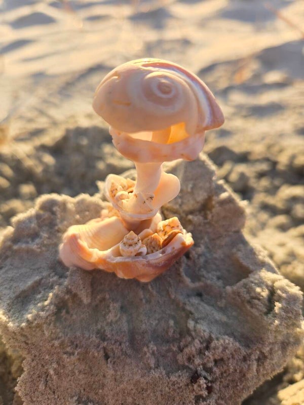 Tree of Sea Shells