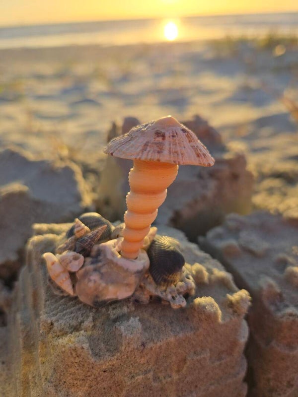 Tree of Sea Shells