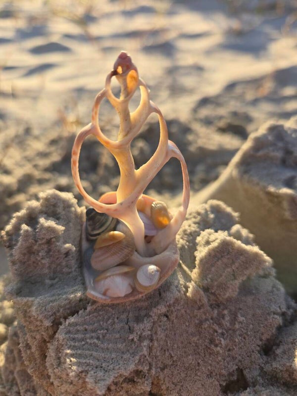 Tree of seashells (b)