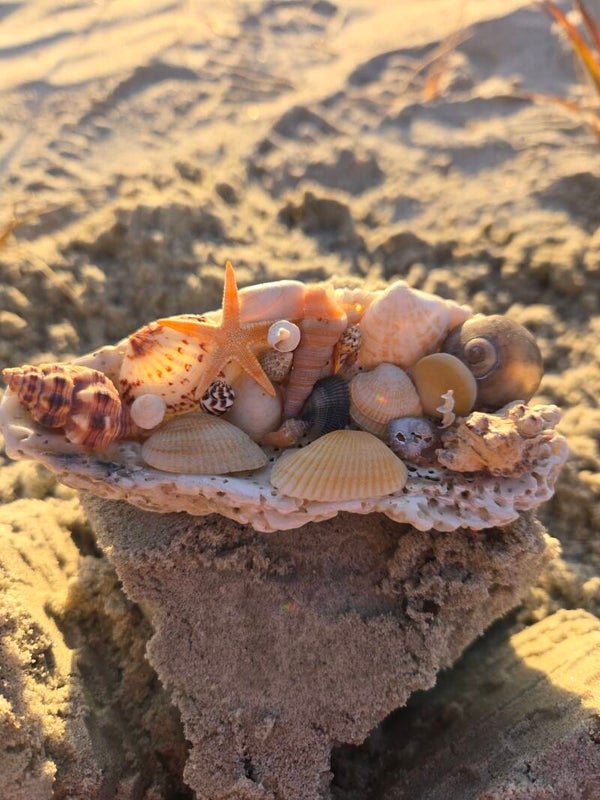 Small Bed of Shells (a)