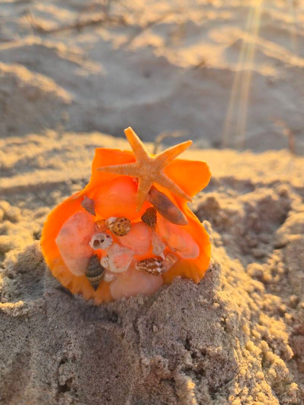 Baby Orange Half Shell