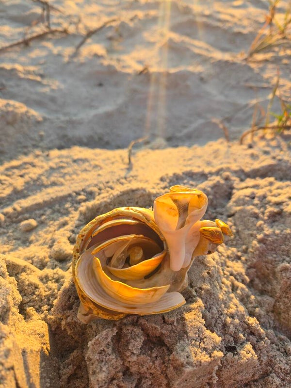 Golden Rose