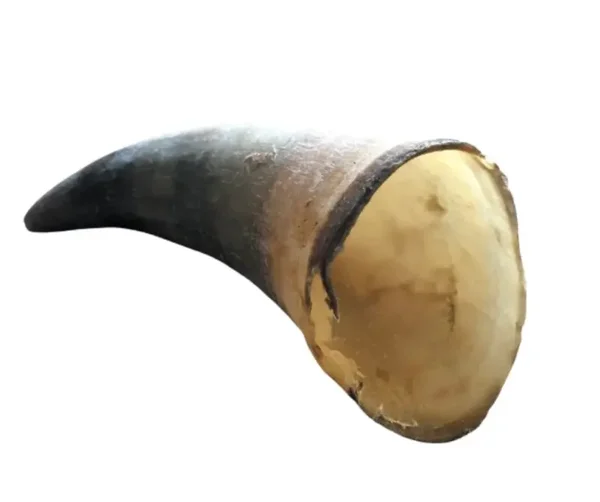 empty cow horns