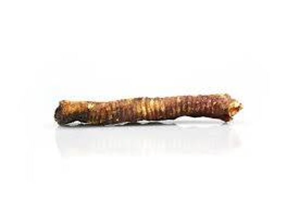 lamb trachea