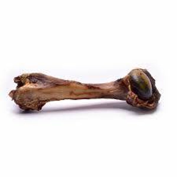 medium venison bone