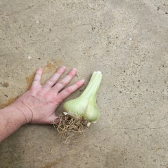 1000017797-standard.jpg