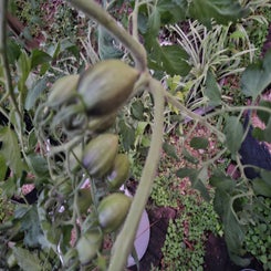 bradsatomicgrape-standard.jpg