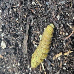 hornwormpupating-standard.jpg