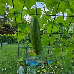 luffa-standard.jpg