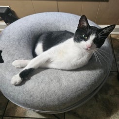 oreo-standard.jpg