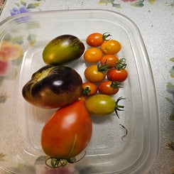 tomatoes-standard.jpg