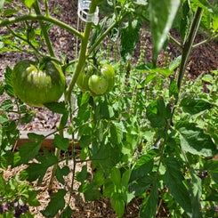 watermelonbeefsteak-standard.jpg