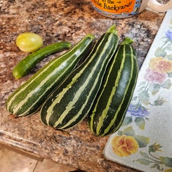 zuchinni-standard.jpg