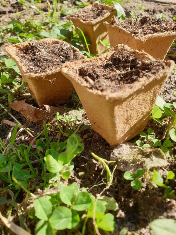 Jonge Kruidenplantjes