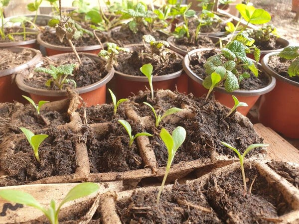 Jonge Kruidenplantjes