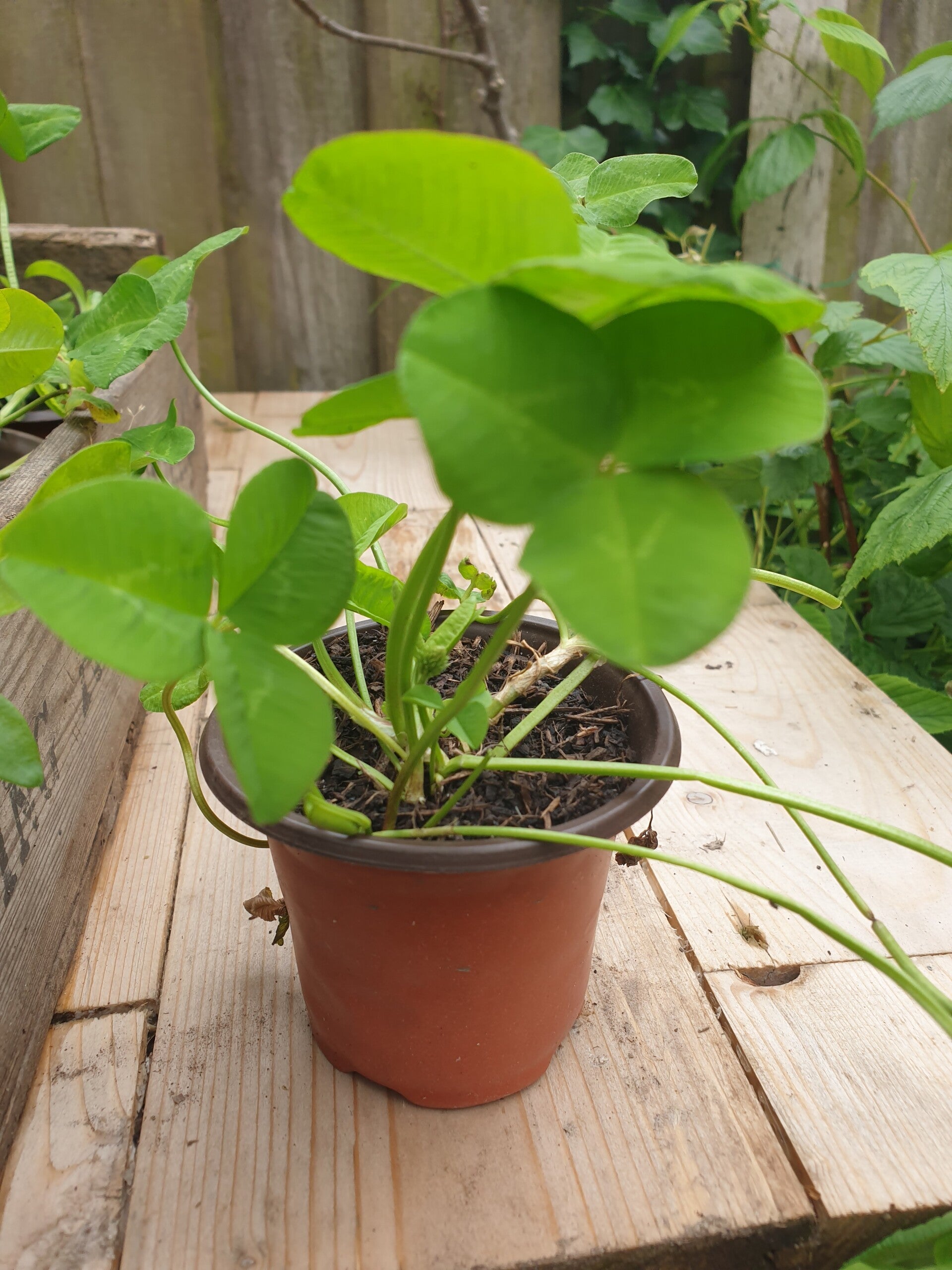 Jonge Kruidenplantjes