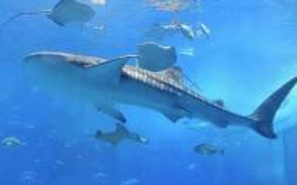 Diamond Painting Round diepe zee