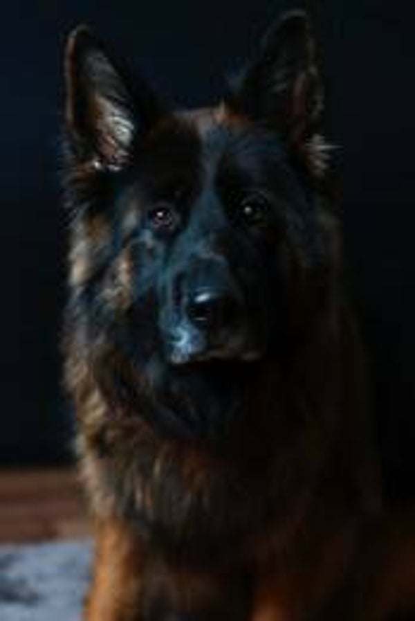 Diamond Painting Round Mechelse scheper