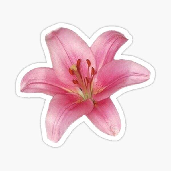 "Lily flower" - sticker