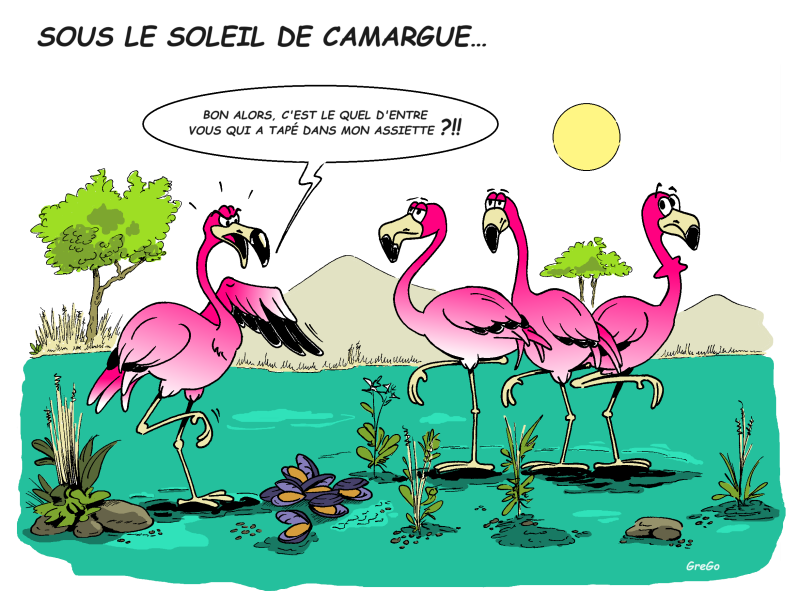 humour-vac-camargue-standard.png