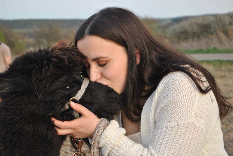 Alpakawanderungen in Oberstreu(Rhön-Grabfeld, Rhön, Grabfeld)