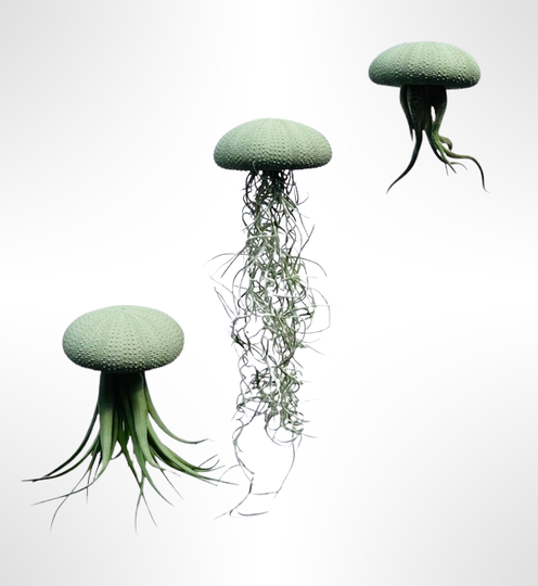 Jelly-fish luchtplantjes met geschilderde Alfonso-zee-egels, diverse kleuren!