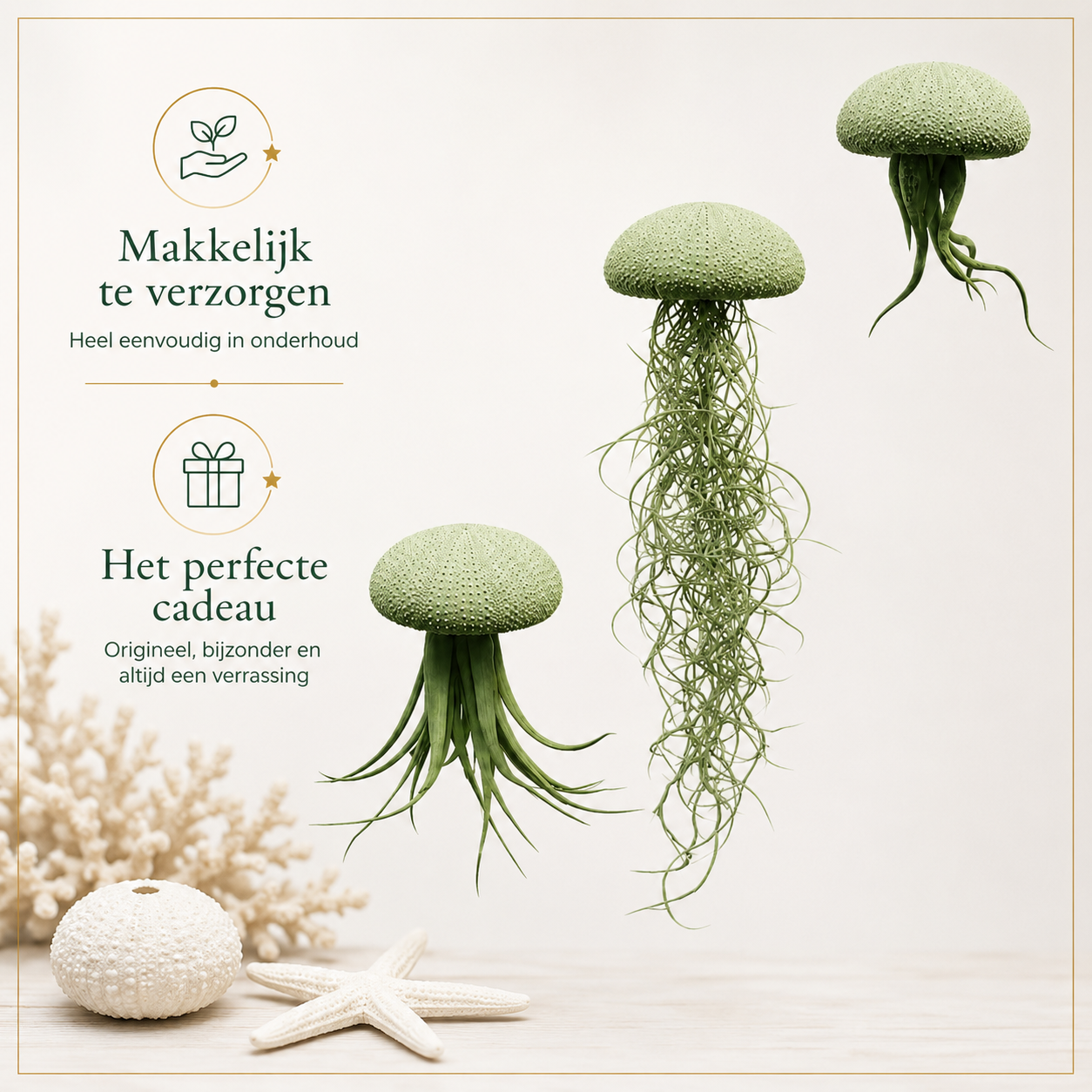 Jelly-fish luchtplantjes met geschilderde Alfonso-zee-egels, diverse kleuren!