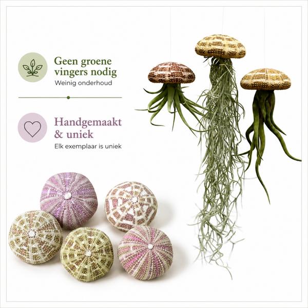 Schitterende Jelly-fish luchtplanten met Alfonso zee-egels