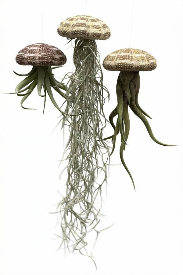 Schitterende Jelly-fish luchtplanten met Alfonso zee-egels