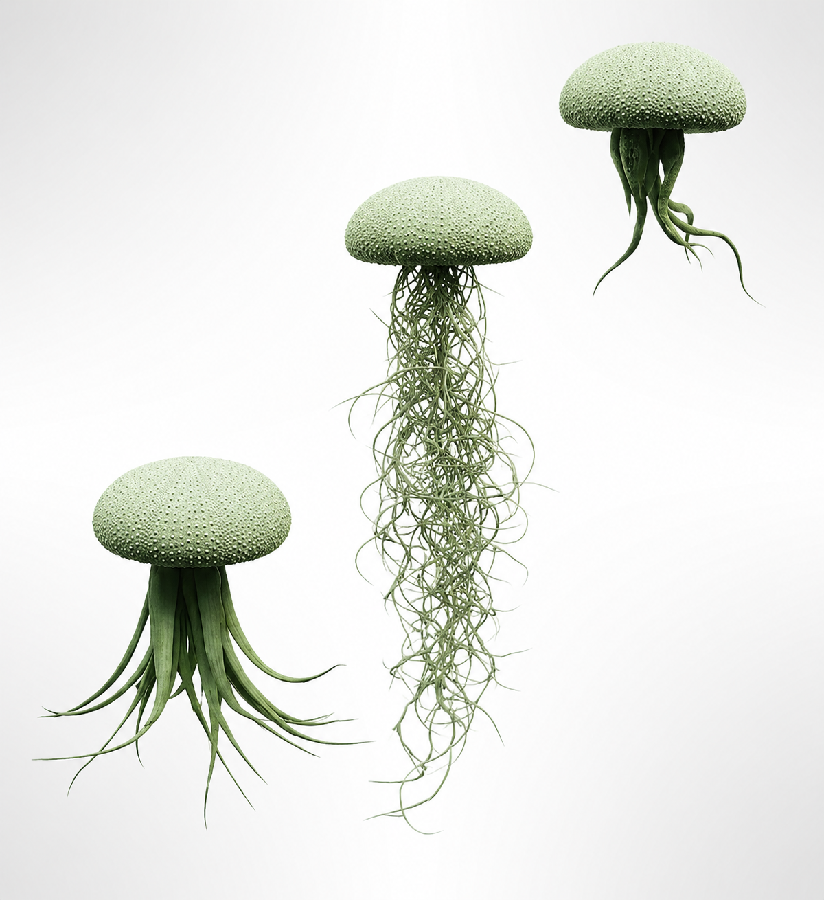 Jelly-fish luchtplantjes met geschilderde Alfonso-zee-egels, diverse kleuren!