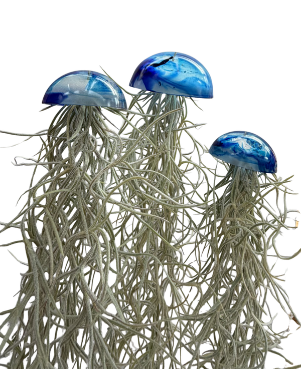 Mooie glazige Jelly-fish luchtplantjes met Spaans Mos in diverse kleuren