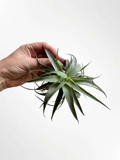Tillandsia Cacticola (Caulescent form)