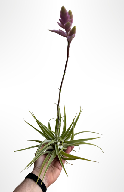 Tillandsia Cacticila in bloei!