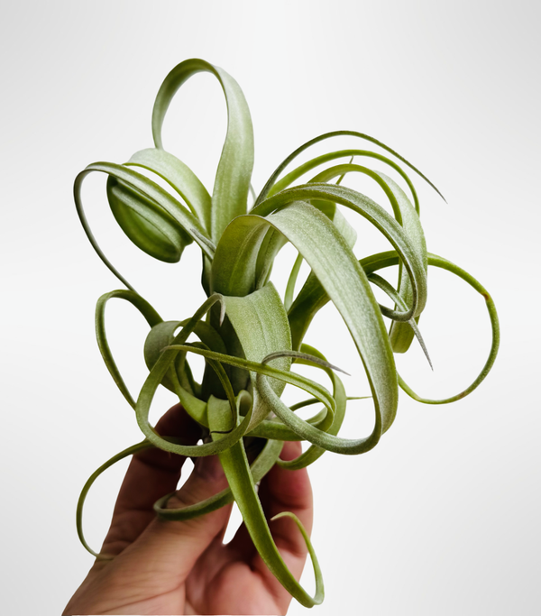 Tillandsia Curly Slim