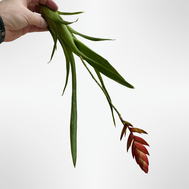 Tillandsia Dyeriana