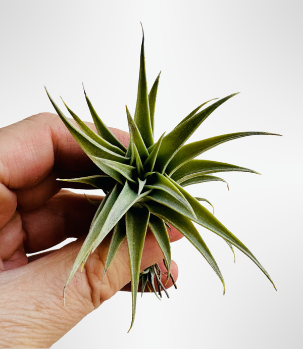 Tillandsia Edithae