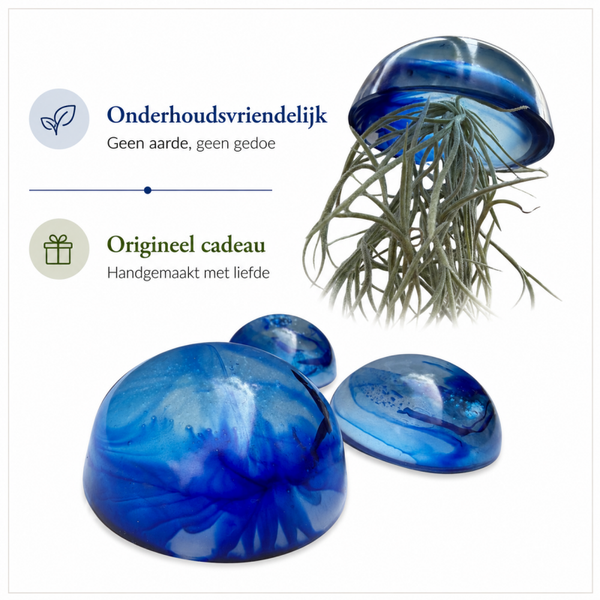 Mooie glazige Jelly-fish luchtplantjes met Spaans Mos in diverse kleuren