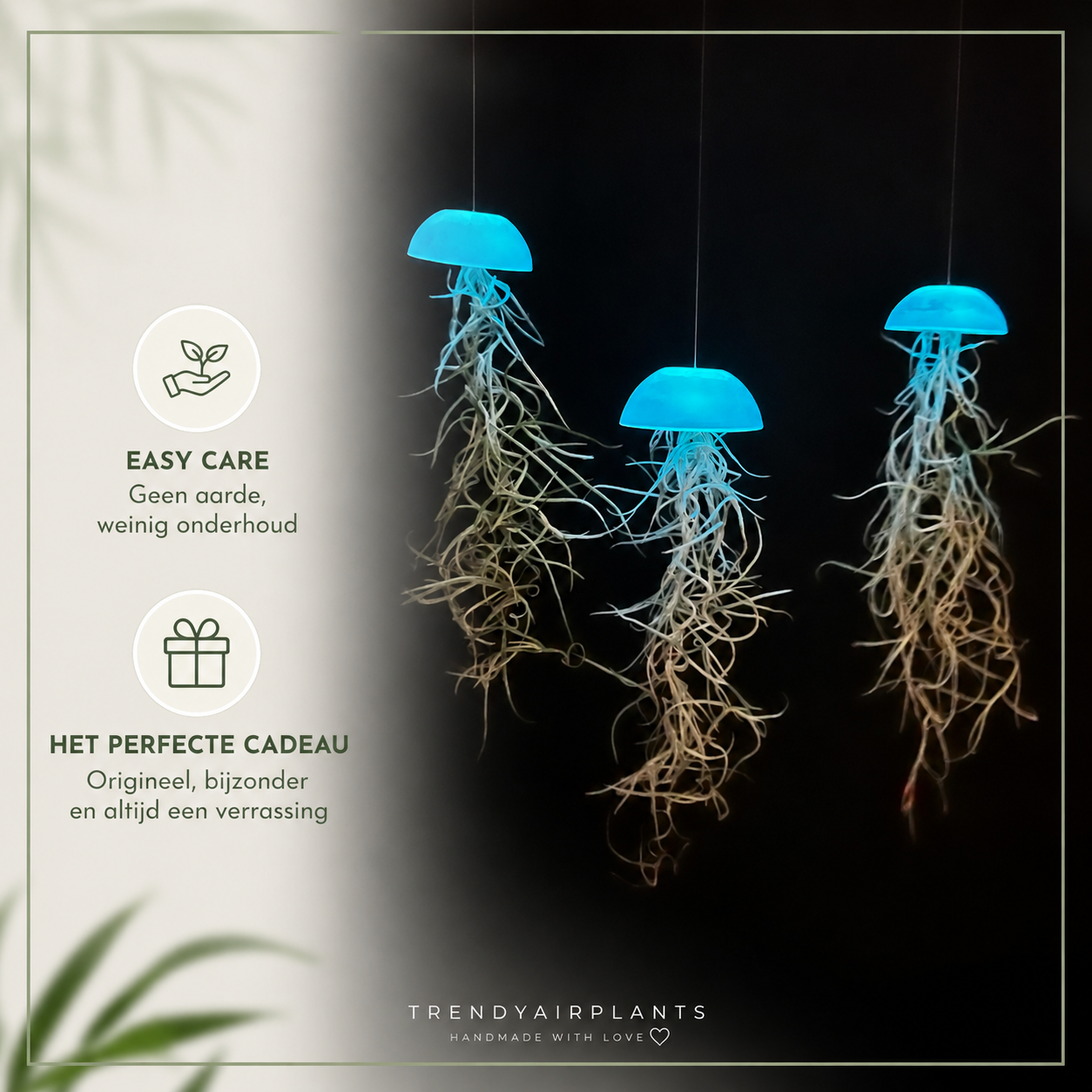 Glazige glow-in-the-dark Jellyfish luchtplantjes !